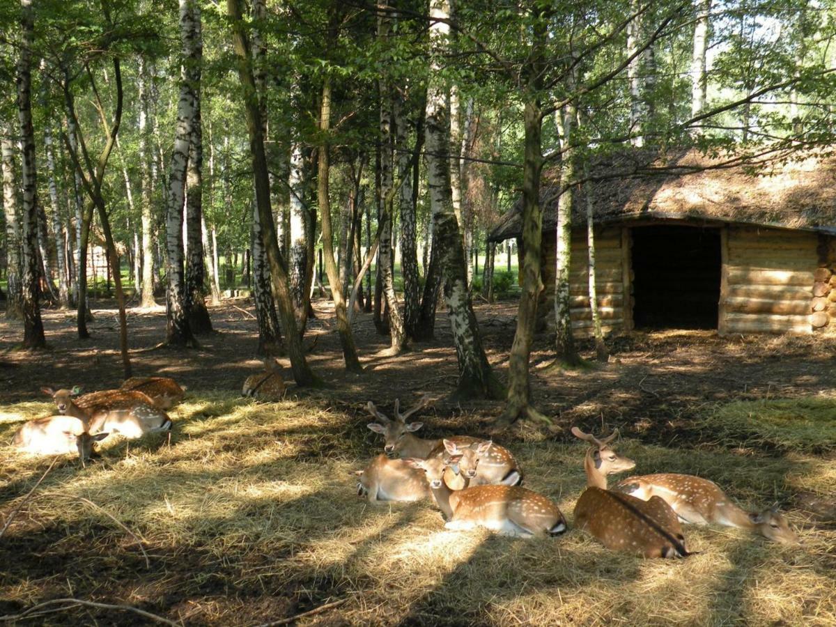 Park Lesny 'U Kaczyny' Rogow Exterior foto